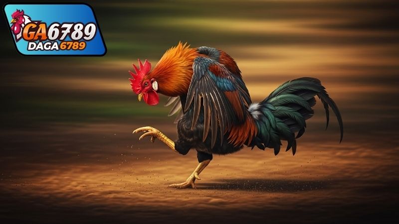 Cách Thức Tổ Chức Và Lịch Thi Đấu